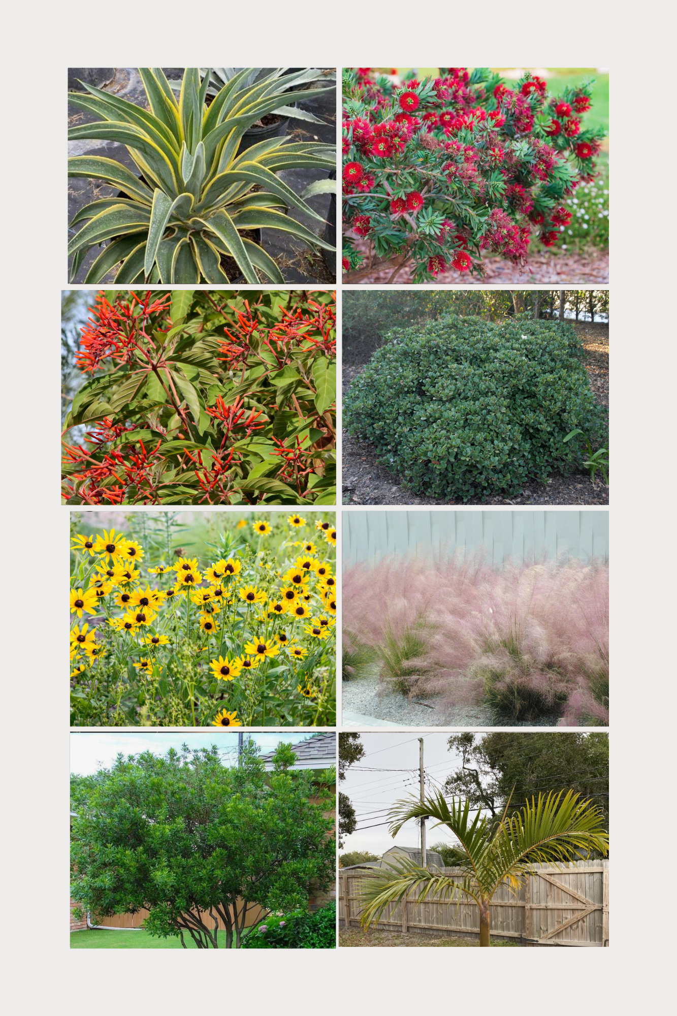 Salt-Tolerant Plants for South Florida